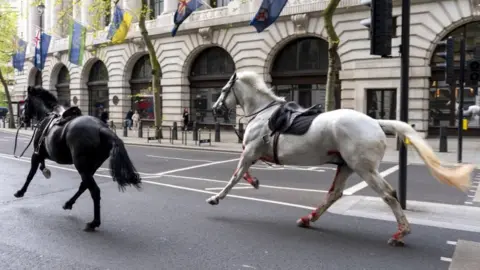 PA Media A black and white horse run through the street in central London