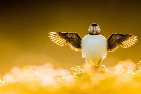 Kevin Morgans / Bird Photographer of the Year Puffin