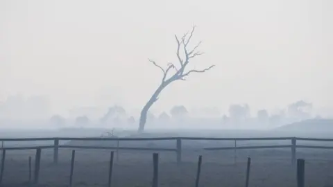 Reuters A dead tree and haze in Glen Innes, NSW