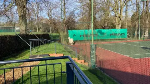 Bob Holland The cow spent the night on a court at Market Harborough Lawn Tennis Club