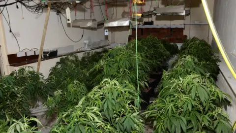 PSNI Carrickfergus cannabis factory