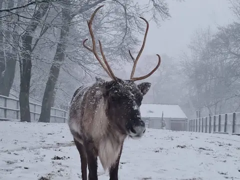 Dudley Zoo and Castle Reindeer