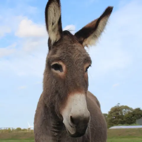The Donkey Sanctuary Bruce