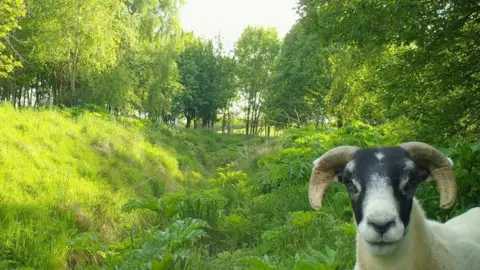 Scottish Invasive Species Initiative Sheep