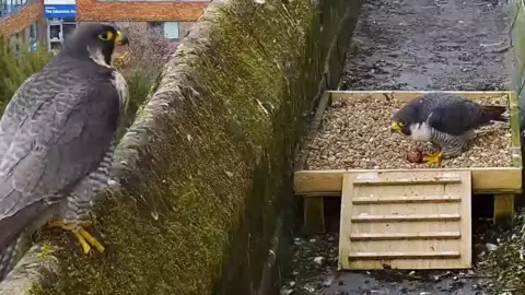 Winchester Cathedral Mel with egg