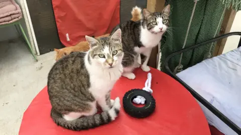 BBC Image shows cats at the animal shelter in Toulouse
