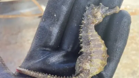 Seahorse Trust Spiny seahorse