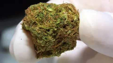 Getty Images Cannabis legally cultivated in the Netherlands