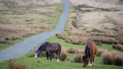 Getty Images Wild Welsh ponies graze next to a road in Bannau Brycheiniog National Park