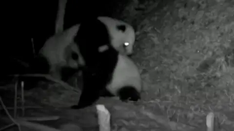 Some rare footage of two wild pandas having a fierce fight has been captured by researchers in China.