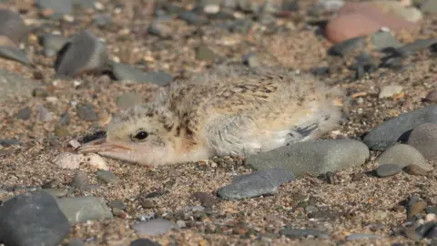 Cumbria Wildlife Trust Rare little tern chick