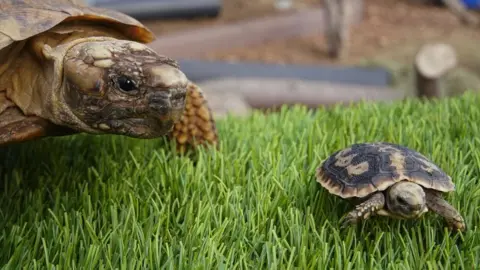 Longleat/PA Pancake tortoises