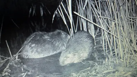 Nottinghamshire Wildlife Trust Baby beavers