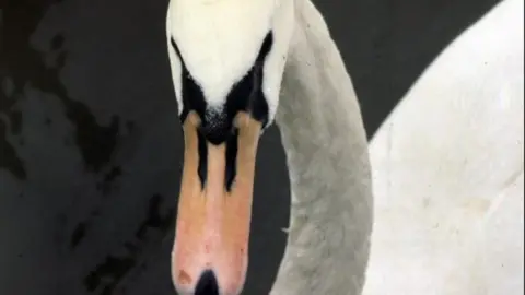 BBC A swan was seen on the hard shoulder in Salford