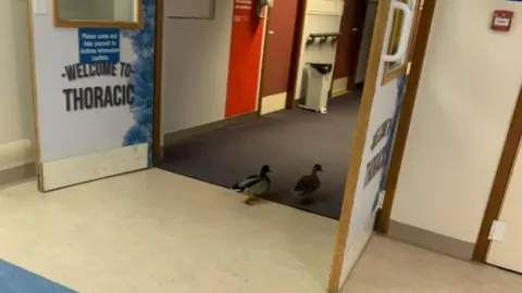 University Hospitals Dorset Royal Bournemouth Hospital ducks