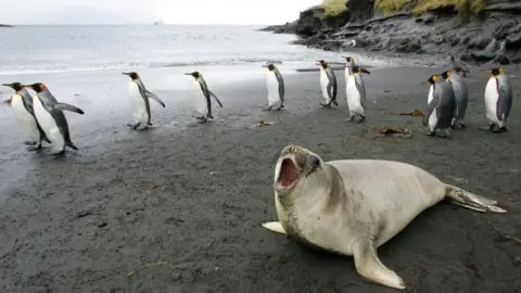 Getty Images In this file picture taken on July 1, 2007 a colony of king penguins and an elephant seal are pictured 01 July 2007 on Possession Island in the Crozet archipelago in the Austral seas.