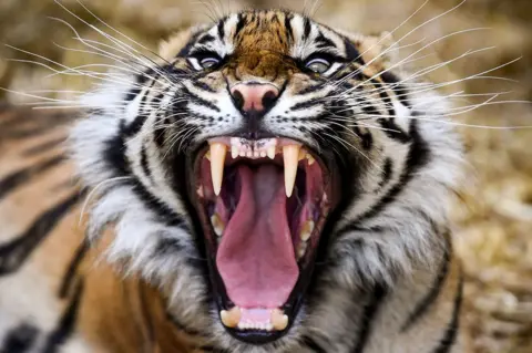 Jeff J Mitchell/Getty Images Tiger yawning
