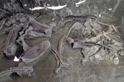 AFP / INAH A collection of mammoth bones on the floor of the excavation site