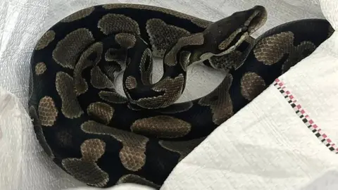 One of the abandoned pythons