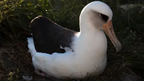 Jon Brack/Friends of Midway Atoll NWR Wisdom incubating her egg