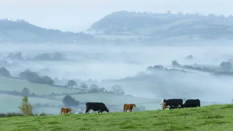 Getty Images A shot of horses on the Mendip Hills in Somerset with misty slopes in the backgroiund