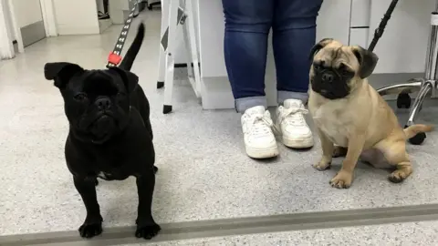 RSPCA Cymru Abandoned pugs