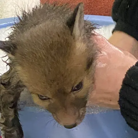 Tiny fox species arrives in Worcestershire