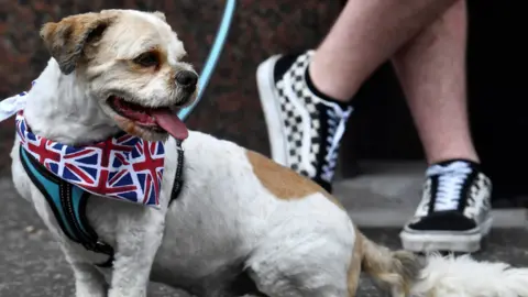 Reuters Dog at Belfast parade