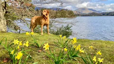 BBC Weather Watcher / Clare Louise Dog amid daffodils in Keswick