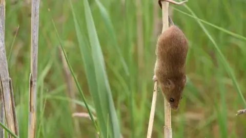 Joel Ireland Harvest mouse