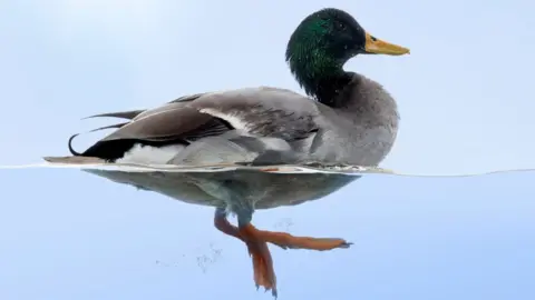 Getty Images A duck swims through water