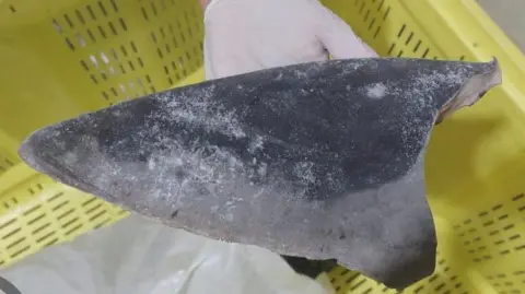 A person holds a shark fin after a confiscation by the Brazilian Environmental Agency (IBAMA), in Itajai, Santa Catarina state, Brazil June 19, 2023.