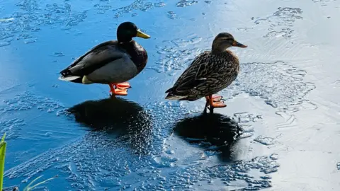 VickyA/BBC Weather Watchers Ducks on ice