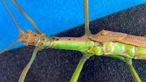 Charlie the stick insect