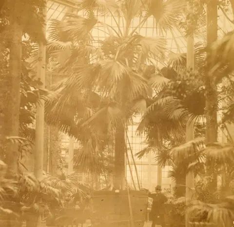 Royal Botanic garden Edinburgh Sabal palm in 1874