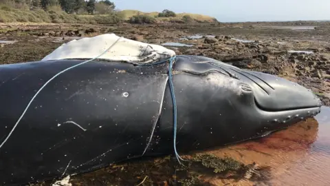 Neil Clark/East Lothian Countryside Ranger Service Humpback whale