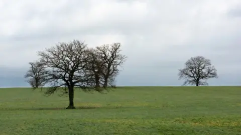 PA Media Heal Somerset - field with tree