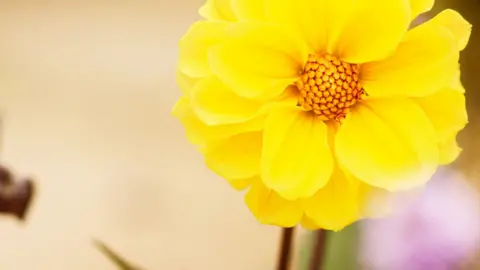 PennyLens corn marigold