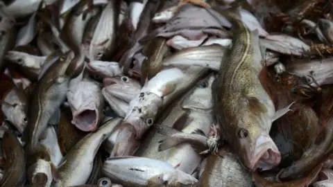 Reuters Fish on a North Sea trawler