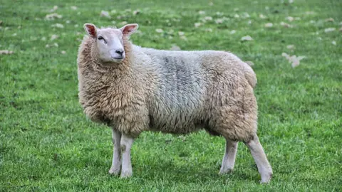 Getty Images A stock image of a sheep