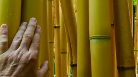 Simon Olpin Bamboo plant