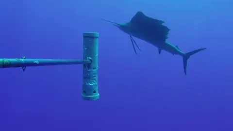 sword fish swimming next to crane