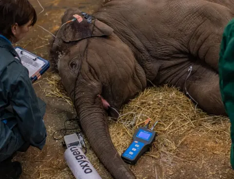 Chester Zoo Elephant calf receiving treatment for EEHV