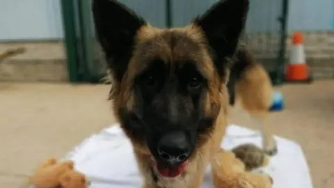 Rspca german shepherd store puppies