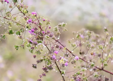 Loveday Powell Purple perennial flowers with dew glistening.