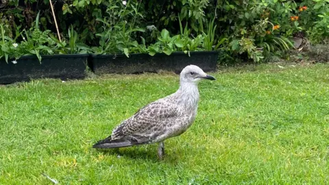MANX WILD BIRD AID A young gull standing in a garden