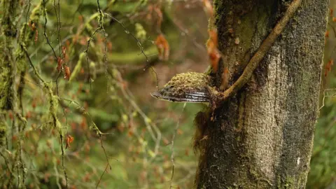 BBC/A Alcroft Woodland fungi