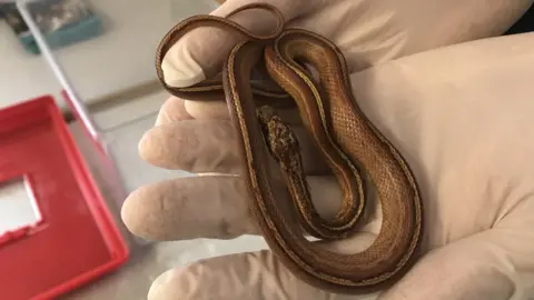 RSPCA Striped corn snake