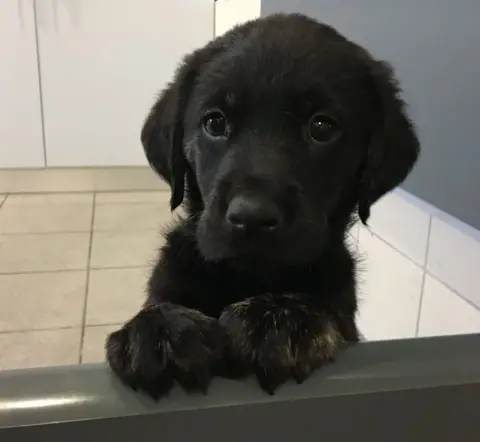 BBC "Poorly Pup" looks curiously over a half-door