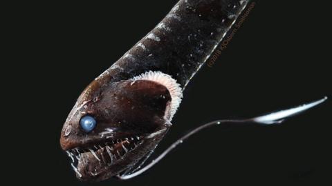 Fish with 'human' teeth caught in North Carolina - BBC News